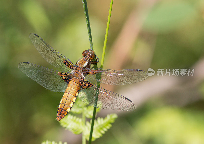 雌性宽体追逐者(Libellula depressa)